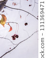 Autumn leaves and red berries of the Japanese quince 131369471