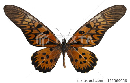 This giant African red butterfly, known as Papilio antimachus, displays stunning orange and black patterns. It is isolated against a clean white background, highlighting its vibrant beauty. This giant African red butterfly, known as Papilio antimachus, displays stunning orange and black patterns. It is isolated against a clean white background, highlighting its vibrant beauty. 131369638