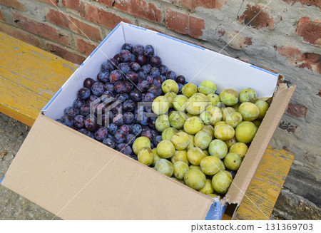 Cardboard box with plums. Plum blue and yellow 131369703