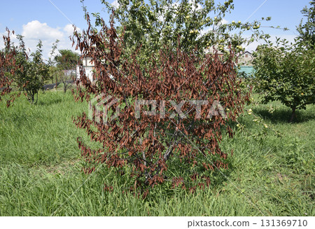 Fatalities among young cherry trees. The result of waterlogging of roots. High level of groundwater Fatalities among young cherry trees. The result of waterlogging of roots. High level of groundwater 131369710