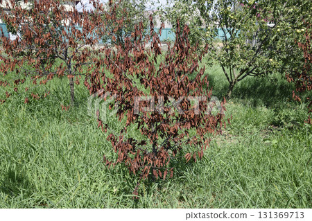 Fatalities among young cherry trees. The result of waterlogging of roots. High level of groundwater 131369713