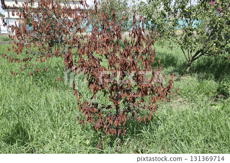 Fatalities among young cherry trees. The result of waterlogging of roots. High level of groundwater 131369714