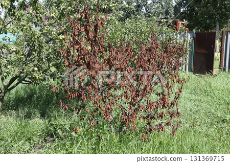 Fatalities among young cherry trees. The result of waterlogging of roots. High level of groundwater 131369715