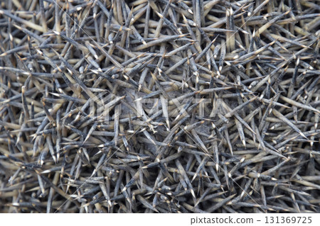 Texture hedgehog needles. The surface of the hedgehog back Texture hedgehog needles. The surface of the hedgehog back 131369725