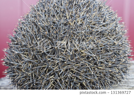 Hedgehog on the tree stump. Hedgehog curled up into a ball 131369727