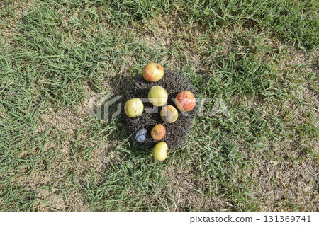 Hedgehog on a green grass. Hedgehog needles pinned on apples, peaches and plums. Hedgehog curled up into a ball Hedgehog on a green grass. Hedgehog needles pinned on apples, peaches and plums. Hedgehog curled up into a ball 131369741