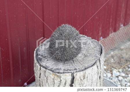 Hedgehog on the tree stump. Hedgehog curled up into a ball 131369747