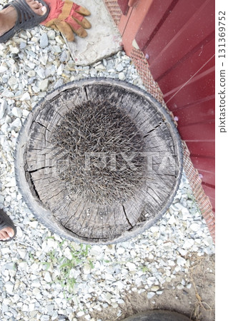 Hedgehog on the tree stump. Hedgehog curled up into a ball Hedgehog on the tree stump. Hedgehog curled up into a ball 131369752