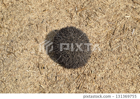 Hedgehog on rice husk. Hedgehog curled up into a ball Hedgehog on rice husk. Hedgehog curled up into a ball 131369755