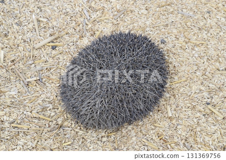 Hedgehog on rice husk. Hedgehog curled up into a ball 131369756