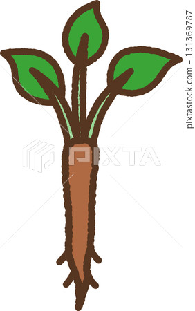 手繪單圖示插圖蔬菜牛蒡 131369787