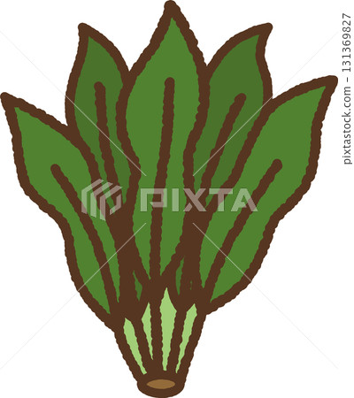 手繪單圖示插圖蔬菜菠菜 手繪單圖示插圖蔬菜菠菜 131369827