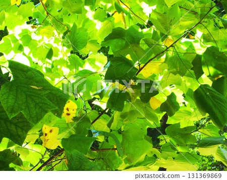 A beautiful scene of fresh green leaves folded together and lit by sunlight. A beautiful scene of fresh green leaves folded together and lit by sunlight. 131369869