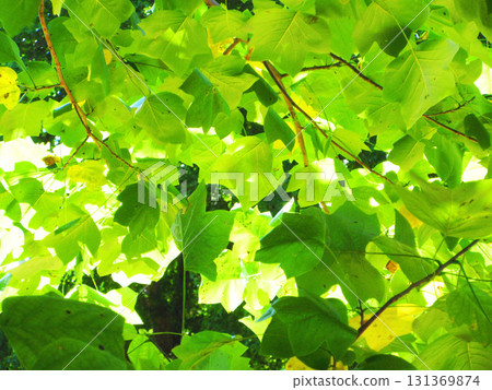 新鮮的綠葉疊放在一起，在陽光的照射下，呈現出一幅美麗的景象。 131369874