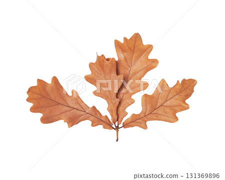 Autumn oak leaves cut out on white background 131369896