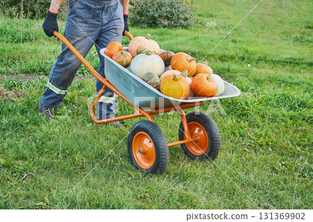 Caucasian farmer transporting harvested pumpkins in garden using orange wheelbarrow Caucasian farmer transporting harvested pumpkins in garden using orange wheelbarrow 131369902