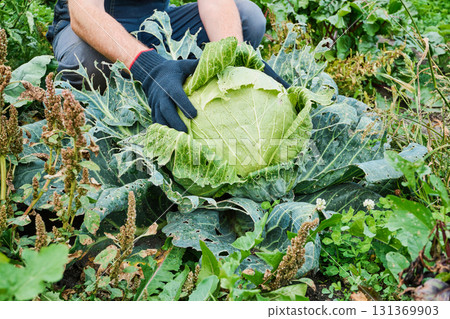 Gardener harvesting large cabbage in lush vegetable garden 131369903