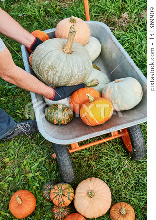 Caucasian male adult handling harvested pumpkins in wheelbarrow on farm Caucasian male adult handling harvested pumpkins in wheelbarrow on farm 131369909
