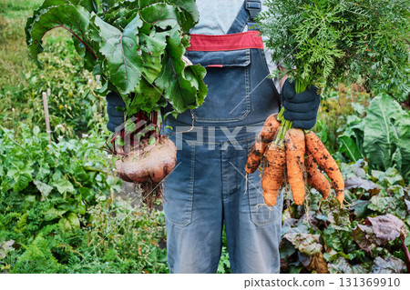 Farmer holding freshly harvested beets and carrots in green garden 131369910