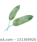 Simple watercolor illustration of sage leaves 131369926