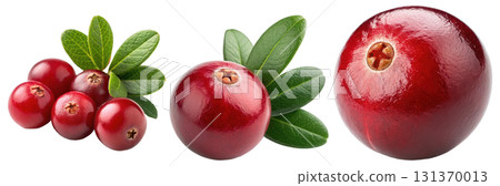 Fresh ripe cranberries with vibrant green leaves 131370013