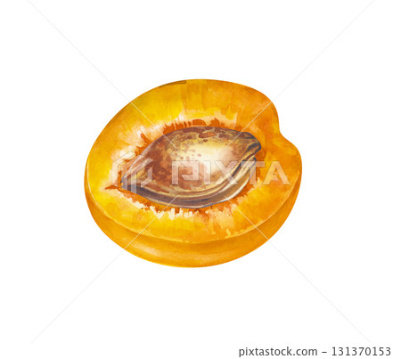 Half an apricot with a stone, hand-drawn. A watercolor illustration of a juicy fruit is isolated on a white background. Gardening. Cooking. Clipart. 131370153