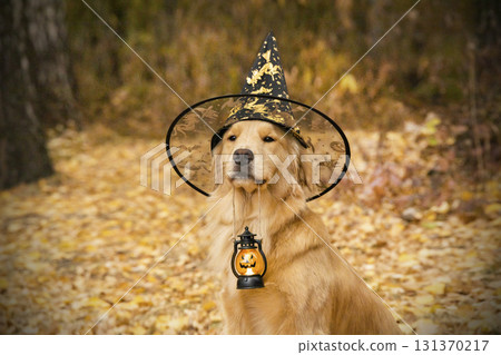 Golden retriever in a witch's hat holds a lantern in his teeth. Halloween photo shoot in the autumn golden forest 131370217