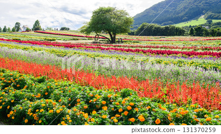 Refreshing flower fields at Yakurai Garden on a sunny day in Miyagi Prefecture 131370259