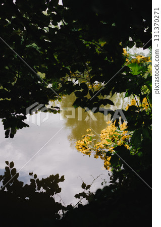 Yellow flowers growing on edge of pond are reflected on water surface, framed by dark leaves of surrounding vegetation, creating contrast of light and shadow. Vibrant yellow blossoms, pond water, tree Yellow flowers growing on edge of pond are reflected on water surface, framed by dark leaves of surrounding vegetation, creating contrast of light and shadow. Vibrant yellow blossoms, pond water, tree 131370271