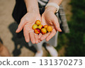 Close up of woman hands holding handful of ripe, colorful mirabelle plums, freshly picked from tree, showcasing abundance of harvest. Woman hands grasping handful of ripe, vibrant mirabelle plums 131370273