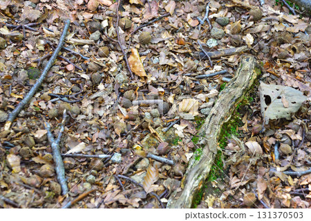 山毛櫸果 山毛櫸果 131370503