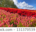 Colorful celosia flower fields (Biei, Hokkaido, late September) 131370539