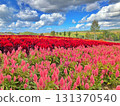 Colorful celosia flower fields (Biei, Hokkaido, late September) 131370540