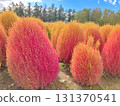 Kochia turning red (Biei, Hokkaido, late September) 131370541