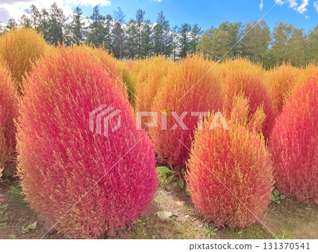 Kochia turning red (Biei, Hokkaido, late September) Kochia turning red (Biei, Hokkaido, late September) 131370541
