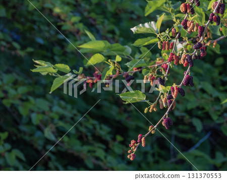 小牧城的自然風光 131370553