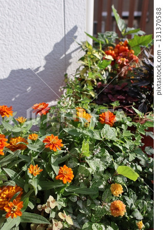 Orange flower arrangement and pot Orange flower arrangement and pot 131370588