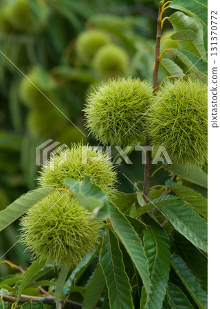 Blue chestnut fruit 131370772