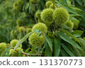 Blue chestnut fruit 131370773