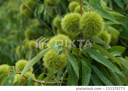 藍栗子果實 131370773