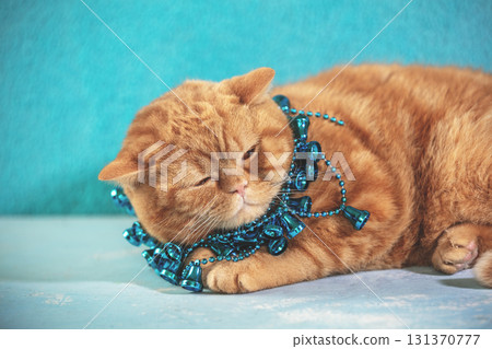 Cute ginger cat with Christmas decoration around the neck sleeps on a blue blanket 131370777