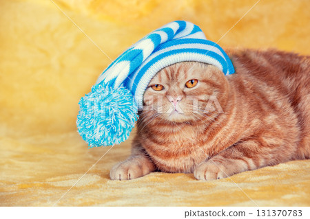 Fashion portrait of a funny ginger British Shorthair cat in clothes. The cat in stripped knitted cap with pompom lying on a yellow soft blanket Fashion portrait of a funny ginger British Shorthair cat in clothes. The cat in stripped knitted cap with pompom lying on a yellow soft blanket 131370783