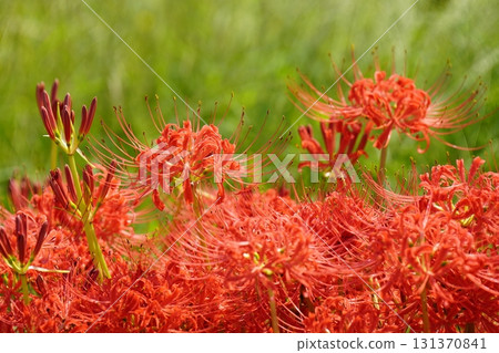 Asukaji - Clusters of red spider lilies growing along the rice paddy fields Asukaji - Clusters of red spider lilies growing along the rice paddy fields 131370841