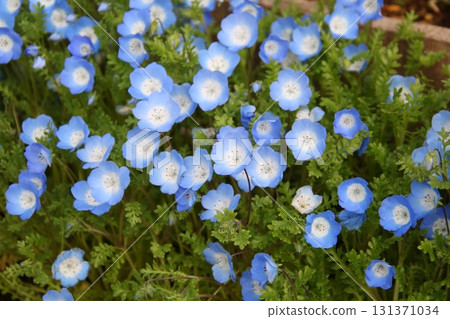 Spring flower Nemophila① 131371034