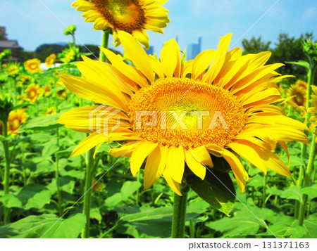 A view of the sunflowers in full bloom and the blue sky at the sunflower maze field in the Minuma rice field area of Saitama City, Saitama Prefecture 131371163
