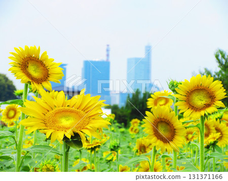 A view of the sunflowers in full bloom and the blue sky at the sunflower maze field in the Minuma rice field area of Saitama City, Saitama Prefecture A view of the sunflowers in full bloom and the blue sky at the sunflower maze field in the Minuma rice field area of Saitama City, Saitama Prefecture 131371166
