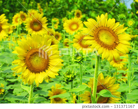A view of the sunflowers in full bloom and the blue sky at the sunflower maze field in the Minuma rice field area of Saitama City, Saitama Prefecture A view of the sunflowers in full bloom and the blue sky at the sunflower maze field in the Minuma rice field area of Saitama City, Saitama Prefecture 131371167