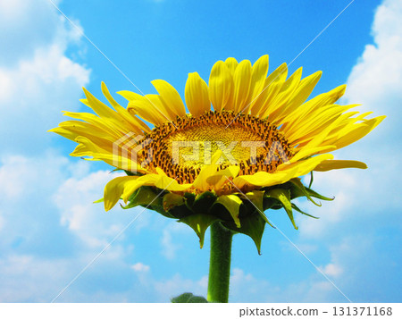 埼玉縣埼玉市見沼稻田區的向日葵迷宮田，盛開的向日葵和藍天的景色 131371168