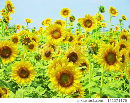 埼玉縣埼玉市見沼稻田區的向日葵迷宮田，盛開的向日葵和藍天的景色 131371176