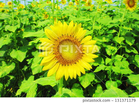 埼玉縣埼玉市見沼稻田區的向日葵迷宮田,盛開的向日葵和藍天的景色 埼玉縣埼玉市見沼稻田區的向日葵迷宮田,盛開的向日葵和藍天的景色 131371179